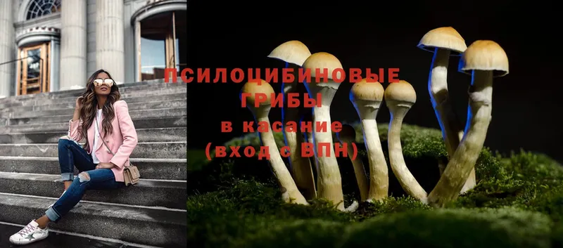 OMG вход  Новороссийск  Галлюциногенные грибы Cubensis 